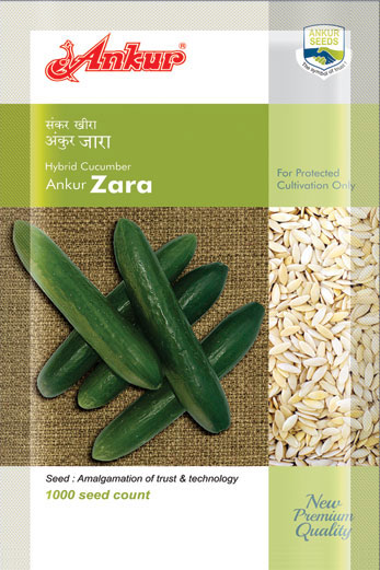 Hy Cucumber Zara 